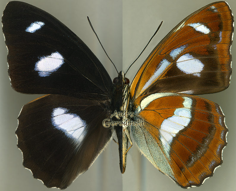 http://www.gorodinski.ru/nymphalidae/Limenitis punctata.jpg